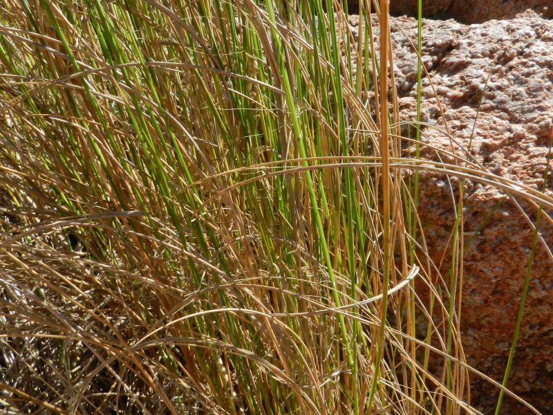 giunco da determinare